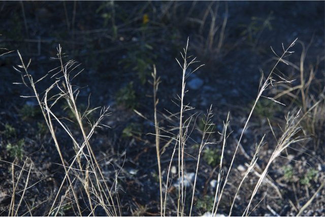 Lovegrass (Eragrostis spectabilis) Dana Patterson Roth