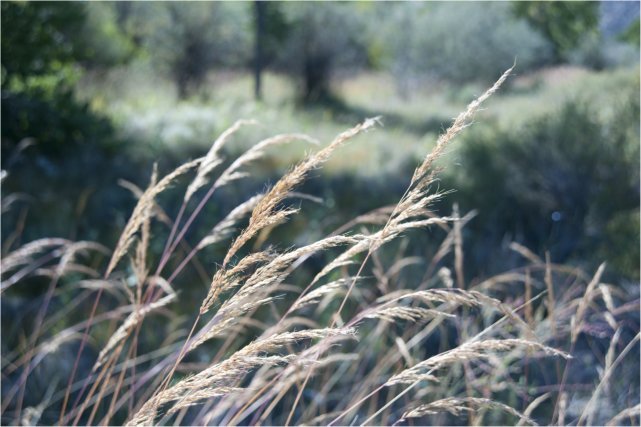 Indiangrass #1 (Sorghastrum nutans) Dana Paterson Roth