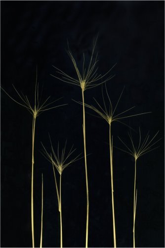 Hordeum jubatum  #2 (Foxtail barley) ©Dana Patterson Roth