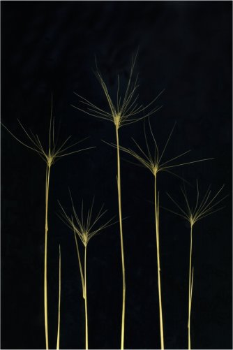 Hordeum jubatum  #2 (Foxtail barley) Dana Patterson Roth