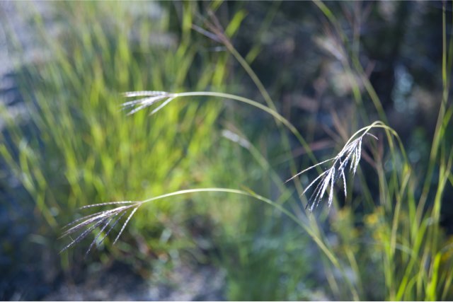 Feather fingergrass (Chloris Virgata) ©Dana Patterson Roth