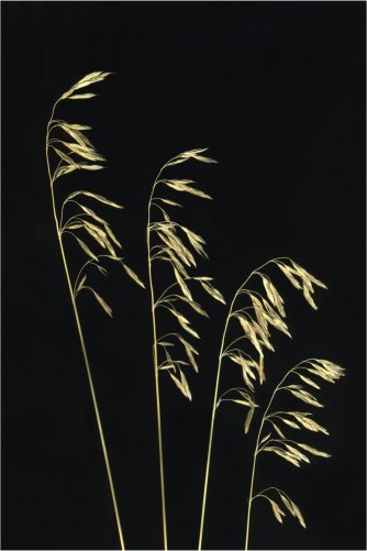 Bromus marginatus #1 (Mountains brome) Dana Patterson Roth