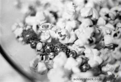 Placitas Artists - series one: popcorn elena s. ackley