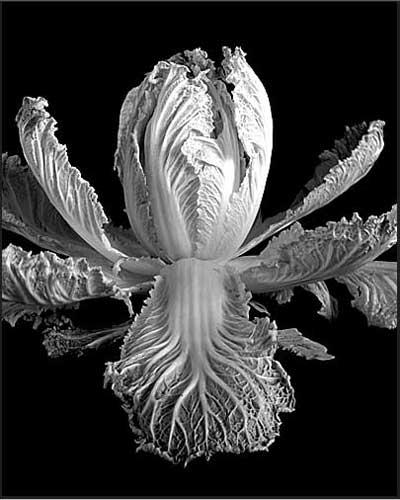 Chinese Cabbage No. 1 ©Joe Cabaza