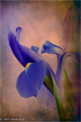 Seductively Purple �Jim Carnevale