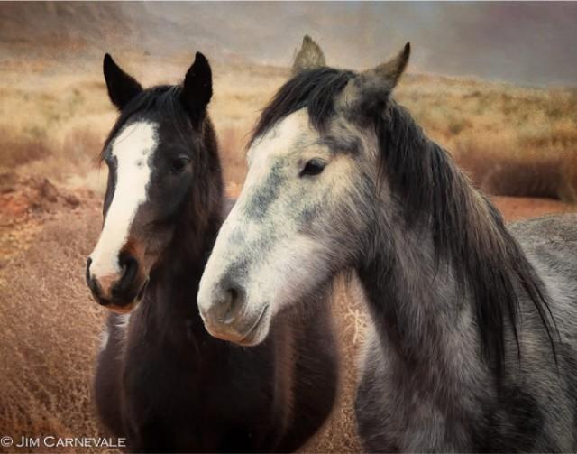Buddies �Jim Carnevale