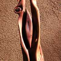 Heart of Apricot �2002 Jim Fish