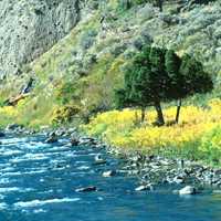 Placitas Artists - The Yellow in Yellowstone Lew Engle