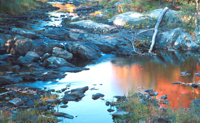 Placitas Artists -Stream with Autumn Leaves Lew Engle