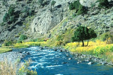 Placitas Artists - The Yellow in Yellowstone Lew Engle