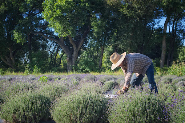 Lavender Harvest at Los Pablanos Fireds ©Mary Lee Dereske