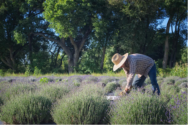 Lavender Harvest at Los Pablanos Fireds Mary Lee Dereske