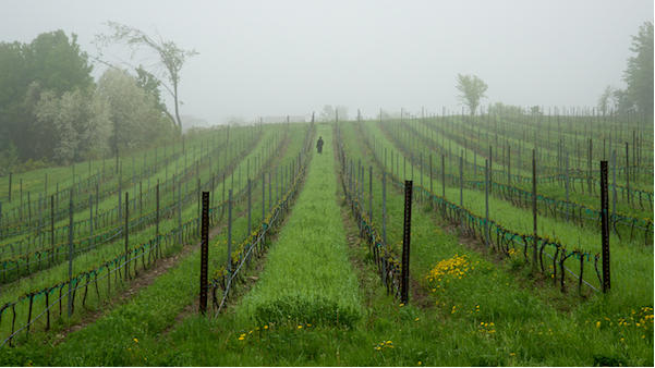 Lone Figure in Vineyard Mary Lee Dereske