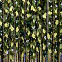 Ivy Curtain Margi Weir