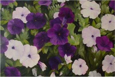 Field of Petunias Sylvia Eisenhart