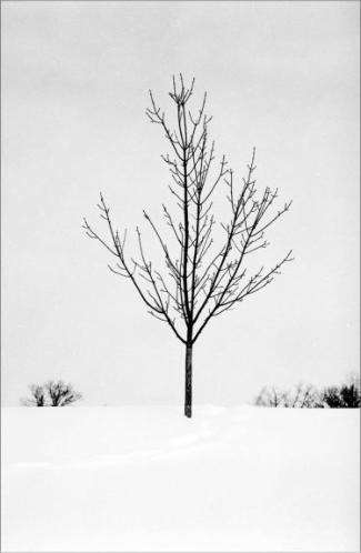 Tree in Snow �Tom Baker