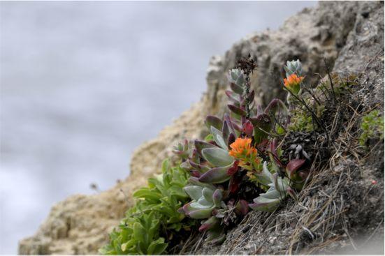 Point Lobos �Tom Baker