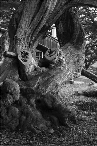 Whalers Cove �Tom Baker